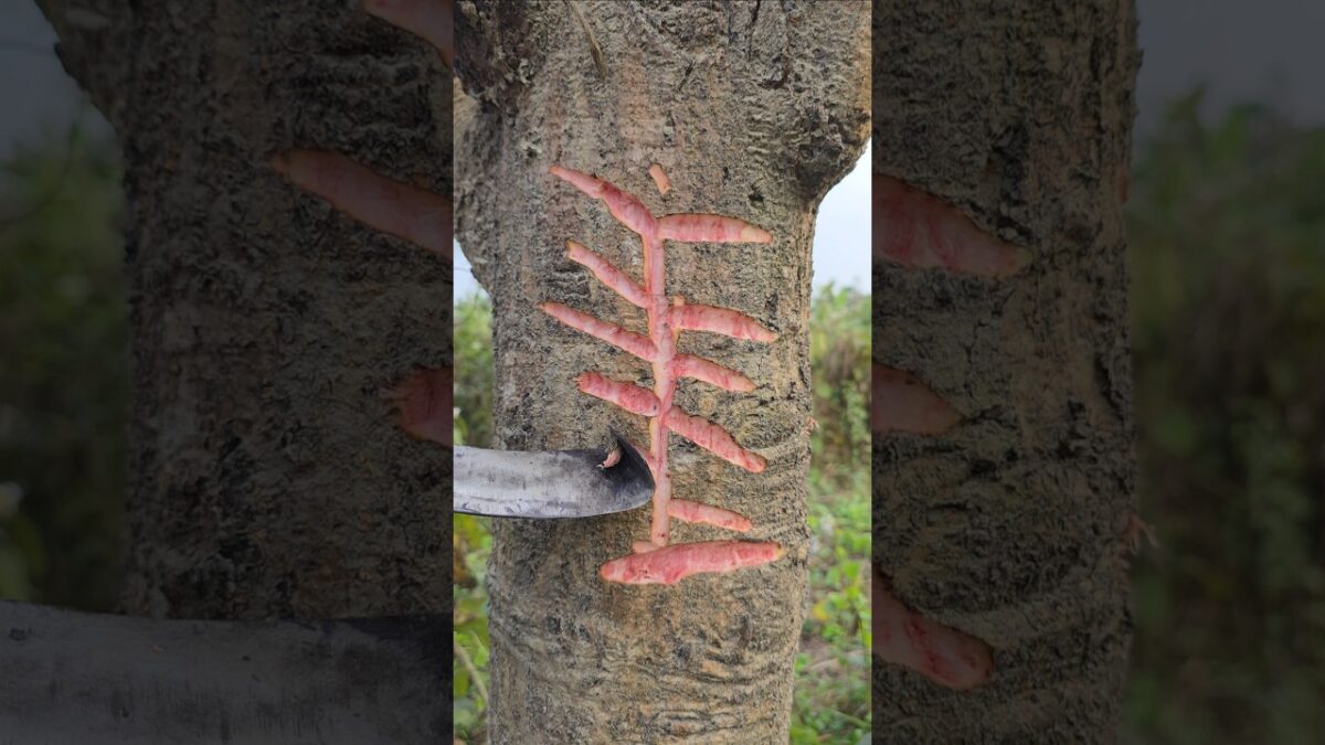 tree craft asmr sound😱 Ep-34 #shorts #asmr #nature #craft