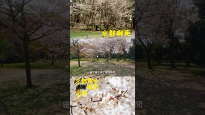 京都散步撮影記録：005 – 京都御苑 | Kodak Kodacolor | Leica MP | 廣東話 4K