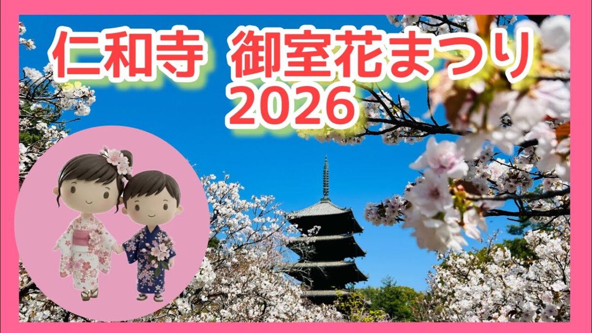 【京都・桜満開】御室仁和寺 花まつり2026、満開の桜綺麗でした／寺社巡り・京都 #御室桜