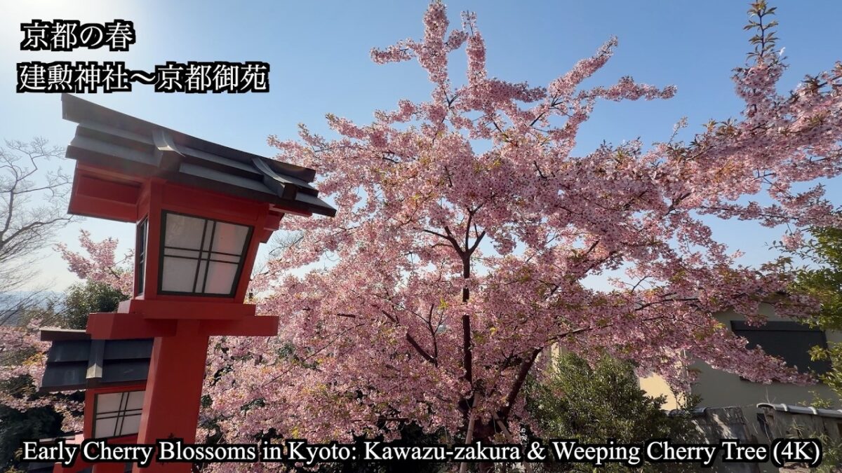 【京都・桜 2026】建勲神社の河津桜と京都御苑の枝垂れ桜が見頃！