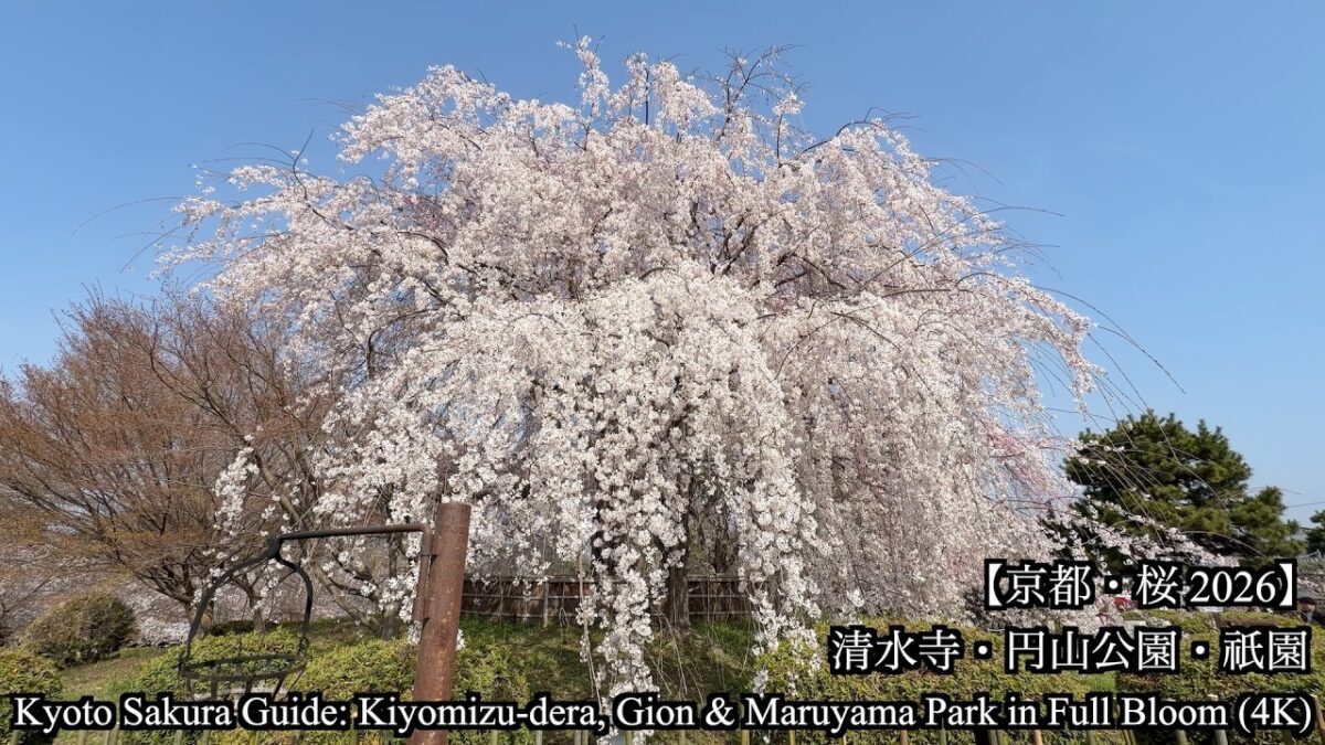 【京都・桜 2026】清水寺・円山公園・祇園。東山エリアの桜スポット巡り