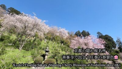 【京都・桜 2026】善峯寺のしだれ桜が見頃！天空の寺院から望む絶景