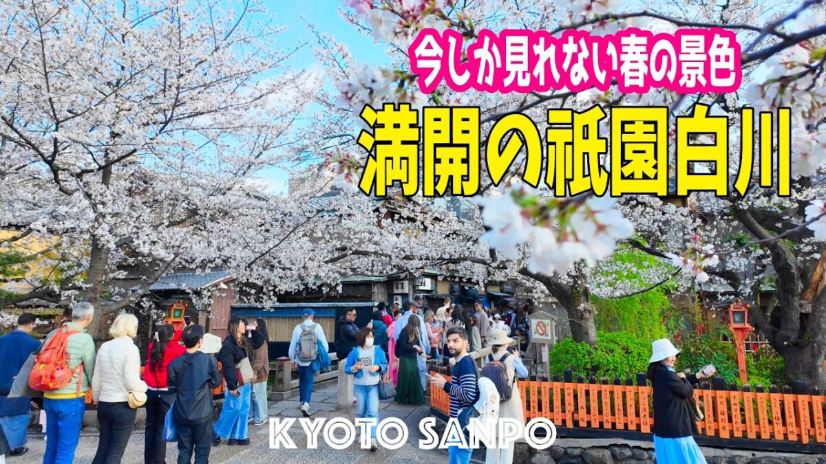 2026/4/2 (木) 🌸今しか見れない絶景京都🌸 見逃したら後悔・・・満開の祇園白川で夕方のお花見 今だけの大撮影会始まる!! /京都Vlog/春の京都/Kyoto walk [京都4K]