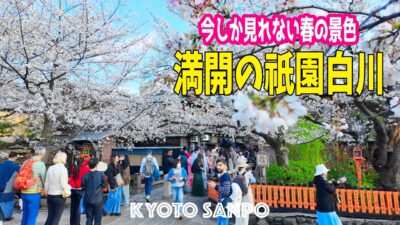 2026/4/2 (木) 🌸今しか見れない絶景京都🌸 見逃したら後悔・・・満開の祇園白川で夕方のお花見 今だけの大撮影会始まる!! /京都Vlog/春の京都/Kyoto walk [京都4K]