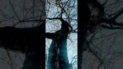 #26062026 #nature #asmr #spring