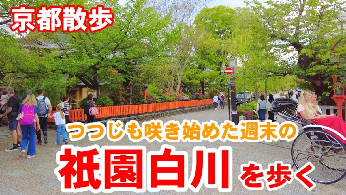 4/18(土)週末の京都散歩 ツツジも咲き始めた新緑の祇園白川を歩く【4K】Kyoto Japan Walk