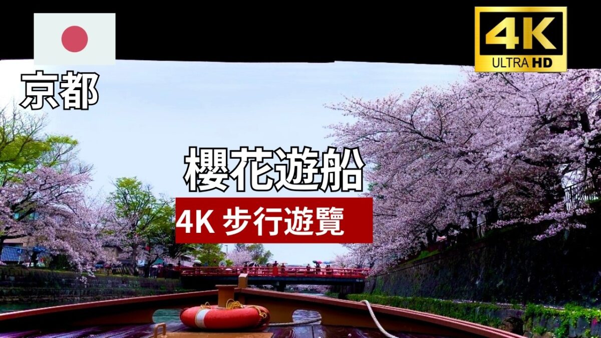【4K 京都步行遊覽】櫻花遊船