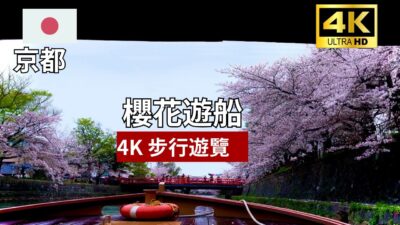 【4K 京都步行遊覽】櫻花遊船