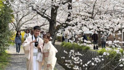【4K-HDR】満開の京都・哲学の道が絶景すぎる！一生に一度は見たい「桜のトンネル」散策 Full Bloom Sakura on Kyoto’s Philosopher’s Path