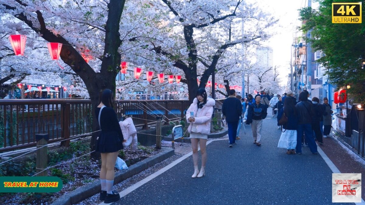 【4K HDR】Tokyo Nakameguro Sakura Walk 🌸 | Sunset Stroll in Peaceful Cherry Blossom Streets