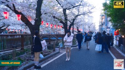 【4K HDR】Tokyo Nakameguro Sakura Walk 🌸 | Sunset Stroll in Peaceful Cherry Blossom Streets