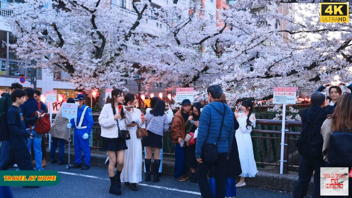 【4K HDR】Tokyo Nakameguro Sakura Walk 🌸 | Sunset to Blue Hour Along Meguro River