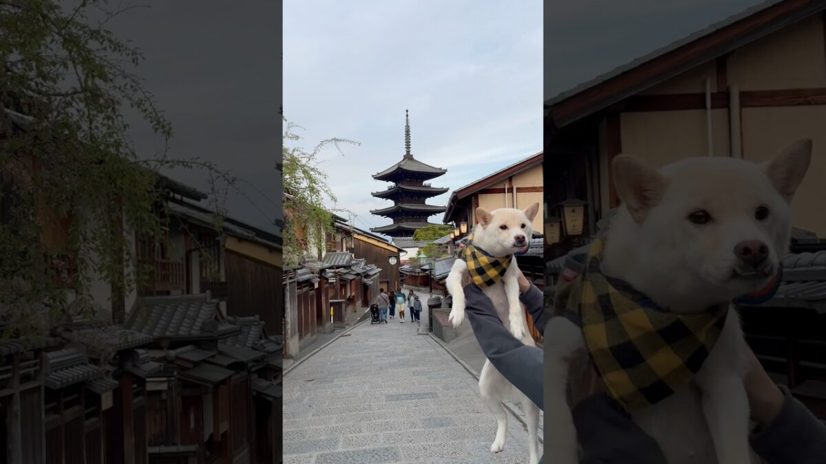 【4K】誰もいない朝の二寧坂。柴犬と歩く京都の風景。#柴犬 #kyoto #二年坂 #早朝