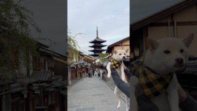 【4K】誰もいない朝の二寧坂。柴犬と歩く京都の風景。#柴犬 #kyoto #二年坂 #早朝