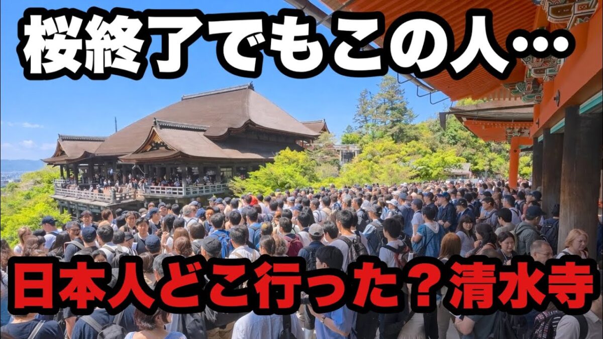 【4K】2026年４月11日（土）桜シーズン終了後の清水寺｜土曜日、観光客ほぼ外国人で大混雑…【京都】