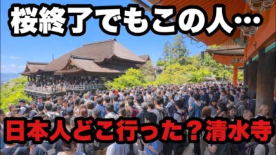 【4K】2026年４月11日（土）桜シーズン終了後の清水寺｜土曜日、観光客ほぼ外国人で大混雑…【京都】