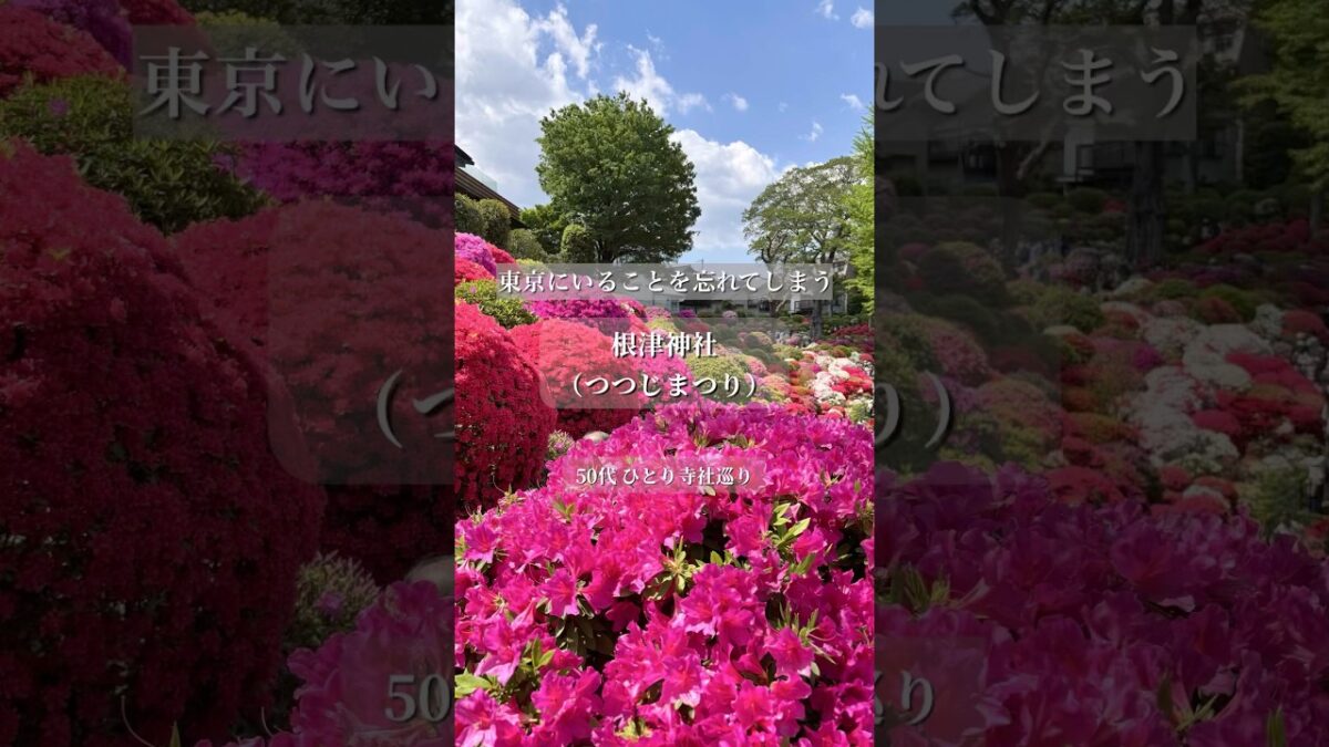 【根津神社】つつじまつり｜東京にいることを忘れてしまう、春の絶景｜ 50代ひとり寺社巡り#根津神社 #つつじまつり #shorts