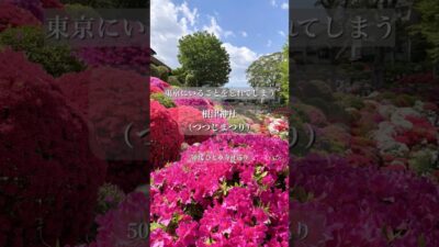 【根津神社】つつじまつり｜東京にいることを忘れてしまう、春の絶景｜ 50代ひとり寺社巡り#根津神社 #つつじまつり #shorts