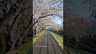 A Walk Under Sakura 🌸