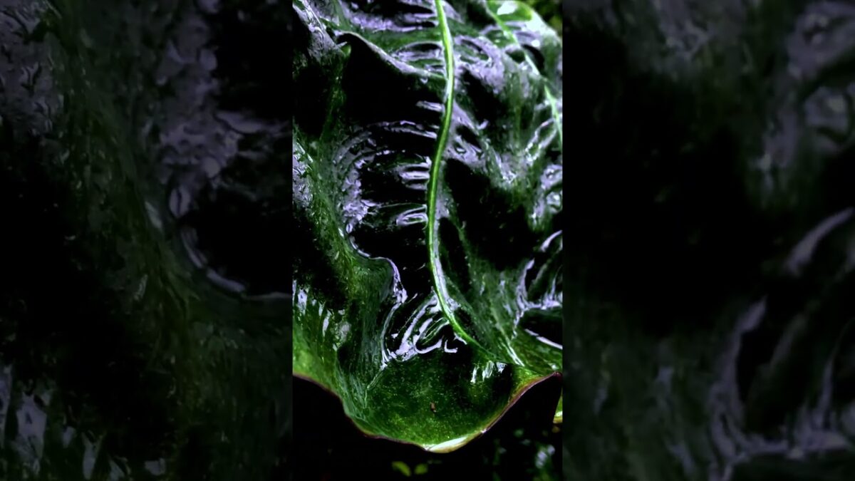 Don’t fall asleep to this…  #rainforest #wildlife #nature #asmr #shorts #4k #relaxing #scarynature