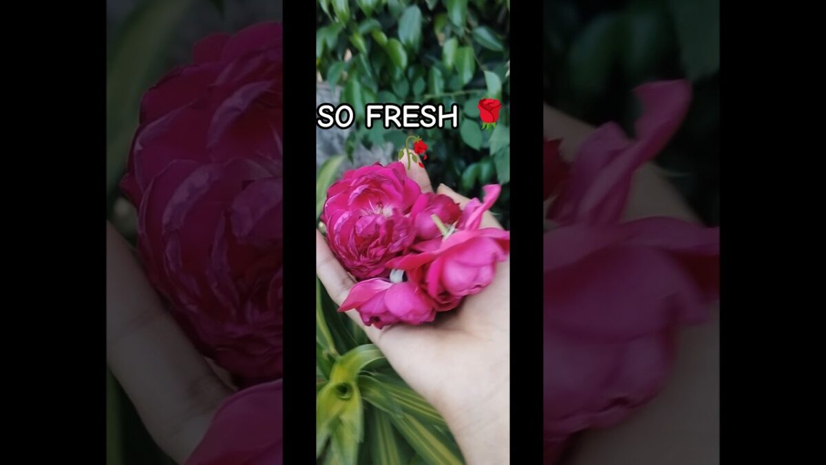Fresh Rose Plucking 🌹Garden Morning Vibes #rose #flowers #gardening #nature #asmr
