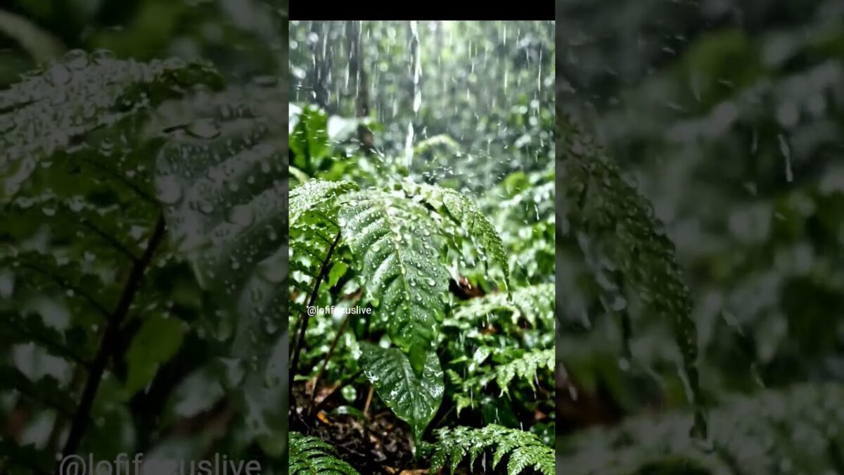 Gentle Forest Rain #nature #asmr #rain