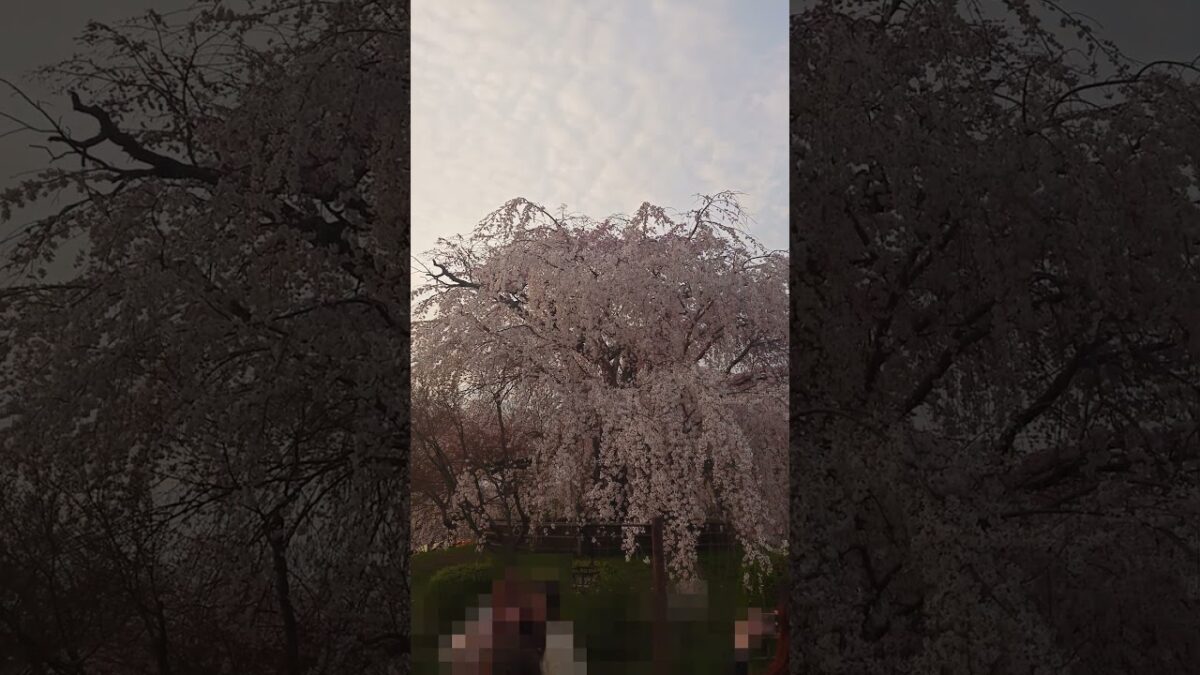Gion Weeping Cherry, Kyoto Japan #cherry #sakura #shorts #kyoto #tourism #spring #4k