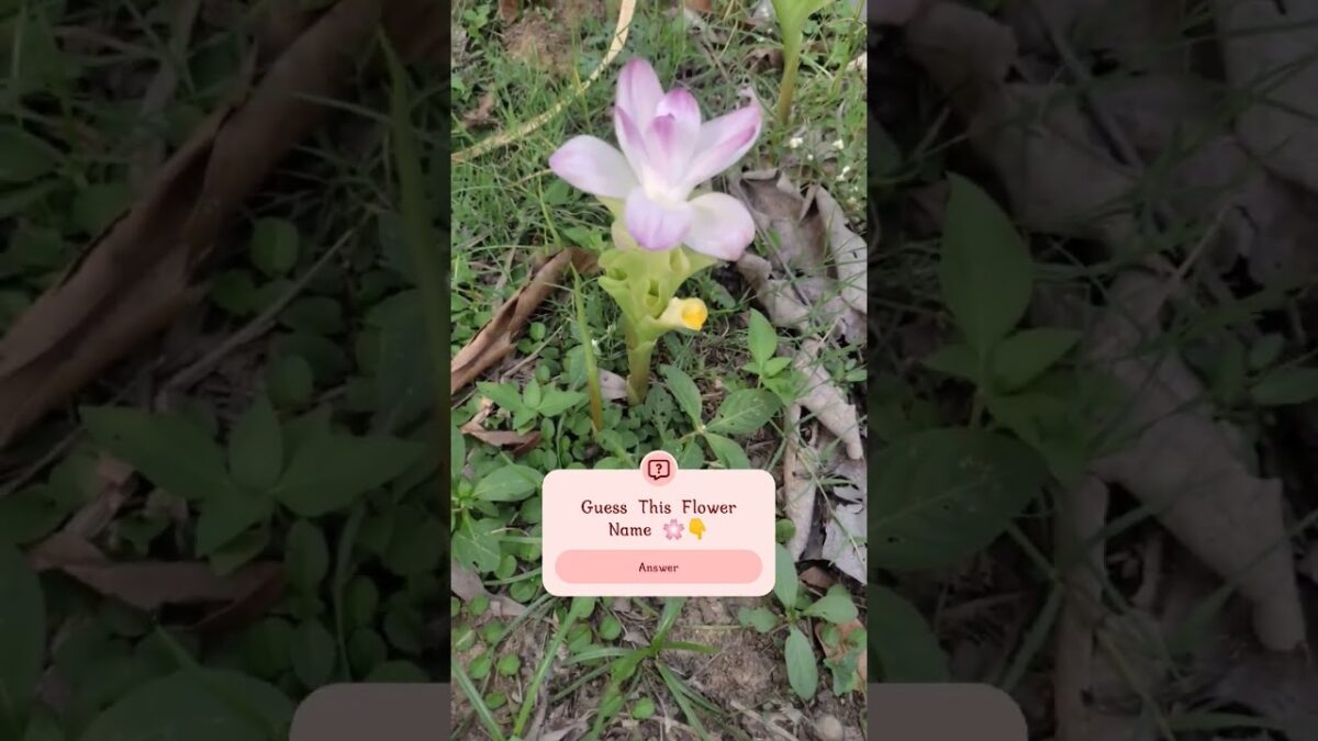 Guess This Flower Name 🌸👇#nature #flowers #gardening #plantlover #youtubeshorts #lifeflavorsvlog