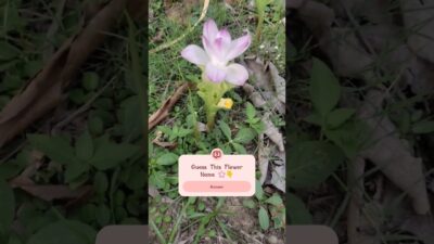 Guess This Flower Name 🌸👇#nature #flowers #gardening #plantlover #youtubeshorts #lifeflavorsvlog