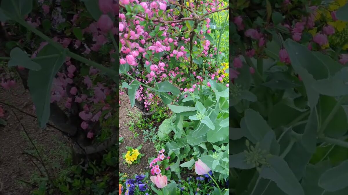 🌷🌸 ☔ #雨散歩 #休日 #HSP #癒し #雨音 #shorts