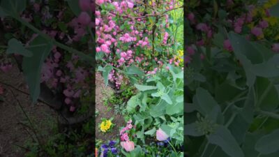 🌷🌸 ☔ #雨散歩 #休日 #HSP #癒し #雨音 #shorts