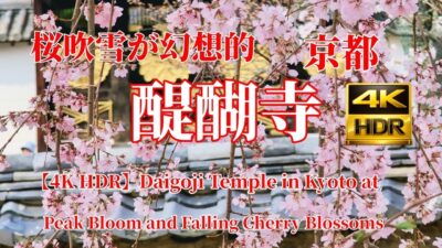 京都・醍醐寺の桜吹雪が美しすぎた｜散り始めの春絶景　Kyoto’s Daigoji Temple Cherry Blossoms in Full Bloom | 4K HDR Sakura Walk