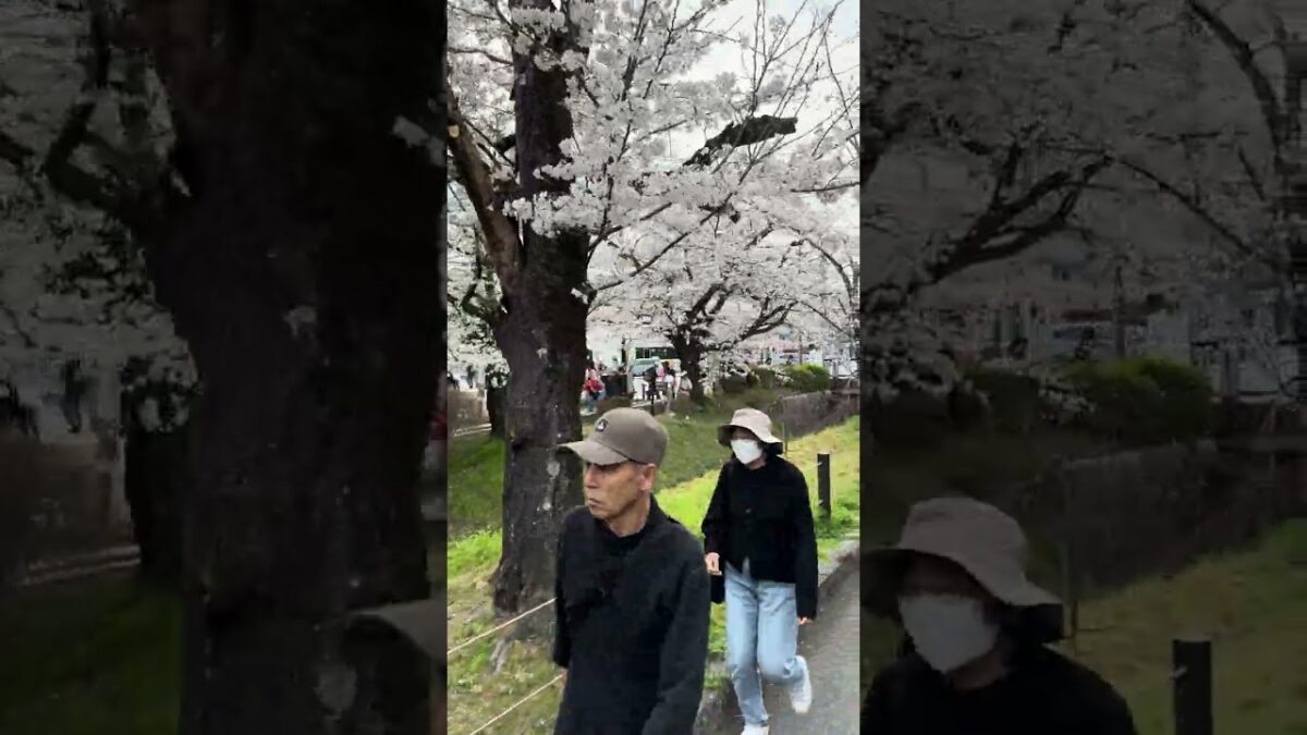 哲学の道- 桜の聖地- 🌸✨ Kyoto’s Philosopher’s Path Sakura