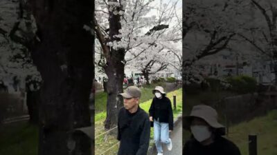 哲学の道- 桜の聖地- 🌸✨ Kyoto’s Philosopher’s Path Sakura