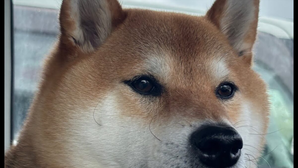 【LIVEアーカイブ】忘れたカッパ、雨の日岡山公園、柴犬散歩🐕☔️