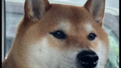 【LIVEアーカイブ】忘れたカッパ、雨の日岡山公園、柴犬散歩🐕☔️