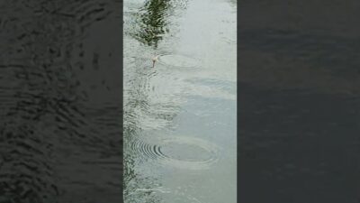 Mata pancing yesss #fishing #mamcingliar #mancingmania #nature #asmr #angler #nature #riverfishing