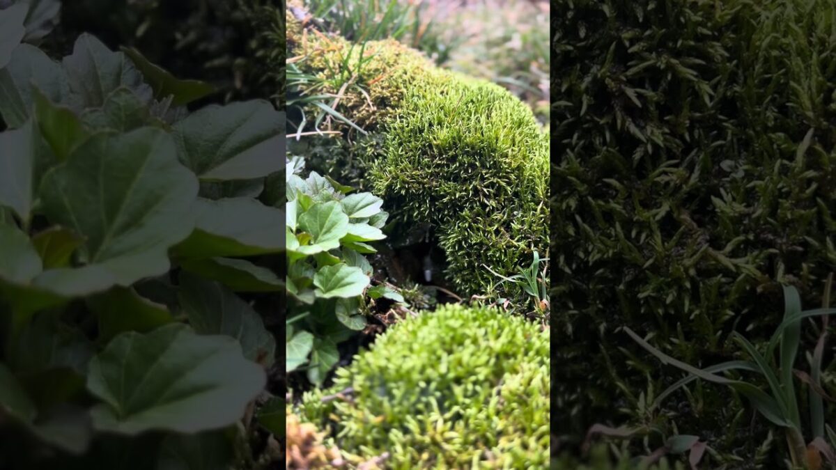 Mountain stream moss up close 🌿 #nature #asmr #relaxing