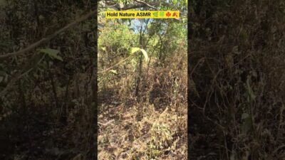 Nature ASMR #shorts #zen #nature #new #reels #shorts #viral