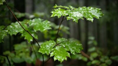 Nature ASMR/Relaxed rain forest