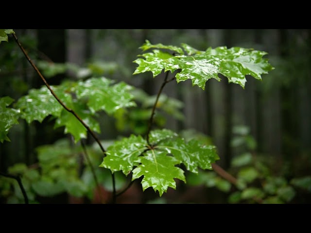 Nature ASMR/Relaxed rain forest