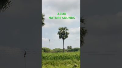 Nature asmr sounds #asmr #shorts