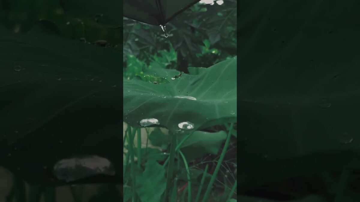 ​🌧️ Nature’s ASMR: Rainy Day Vibes #asmr #naturelovers #calm
