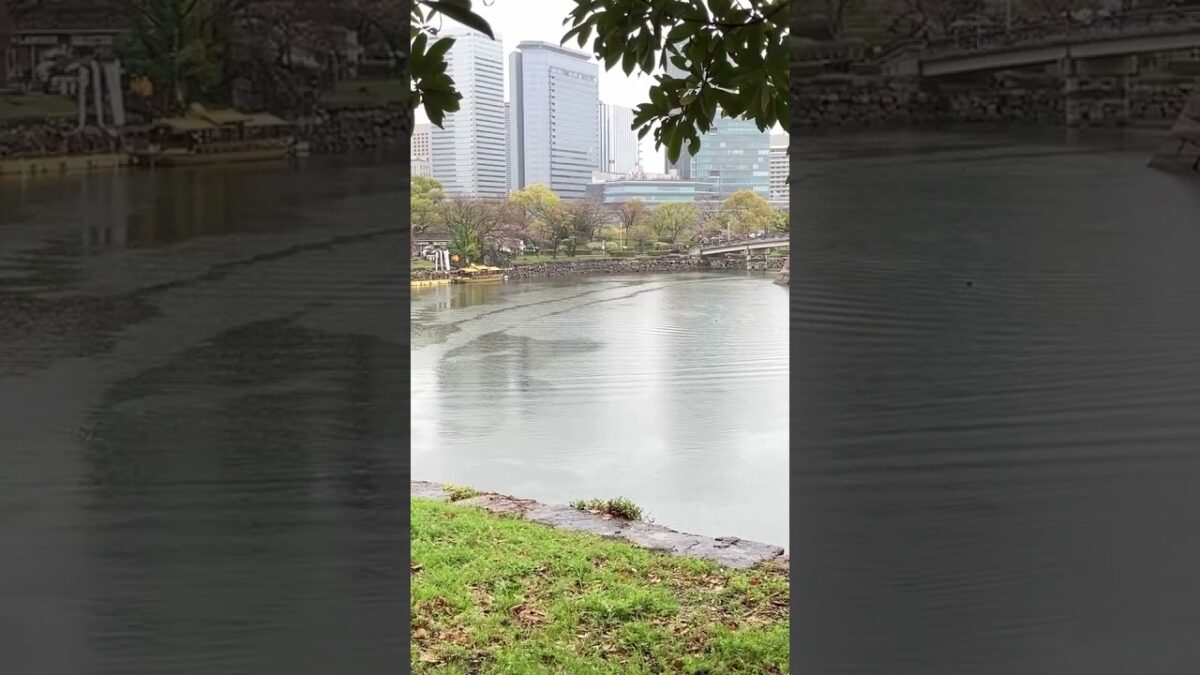 Osaka Castle & Cherry Blossoms 🌸🏯 | Japan Walking #Shorts