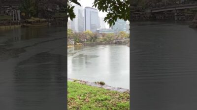 Osaka Castle & Cherry Blossoms 🌸🏯 | Japan Walking #Shorts