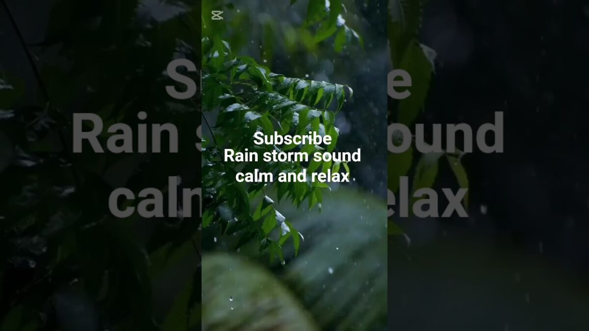 Rain & Storm Sounds 🌧️ Tree Movement | Relaxing Nature ASMR #rainoundforsleep #heavyraining