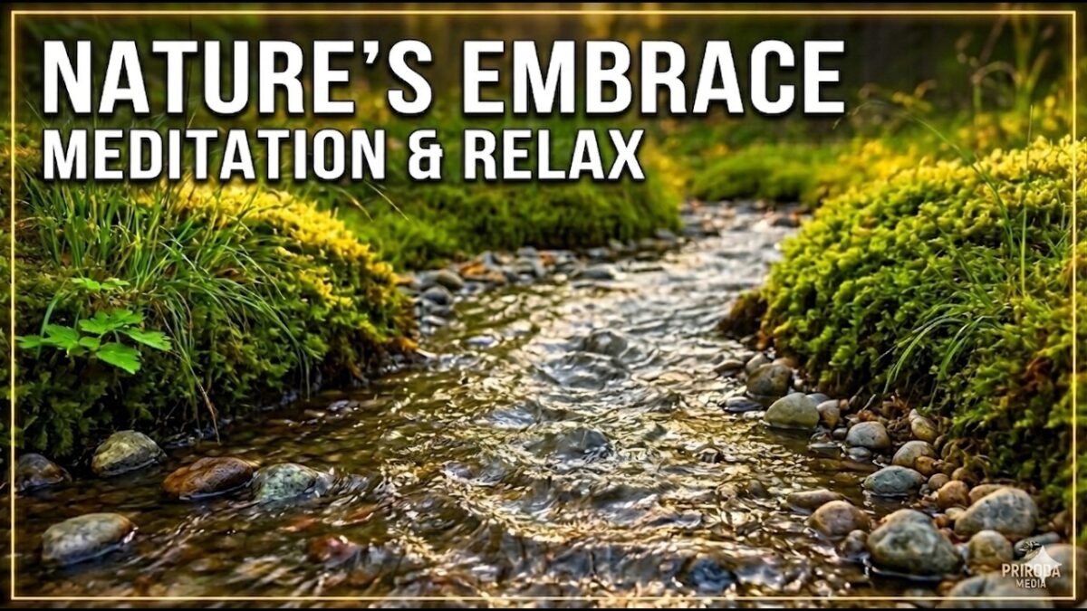 Relaxing River Sounds with Birds | Sleep Music & Nature ASMR