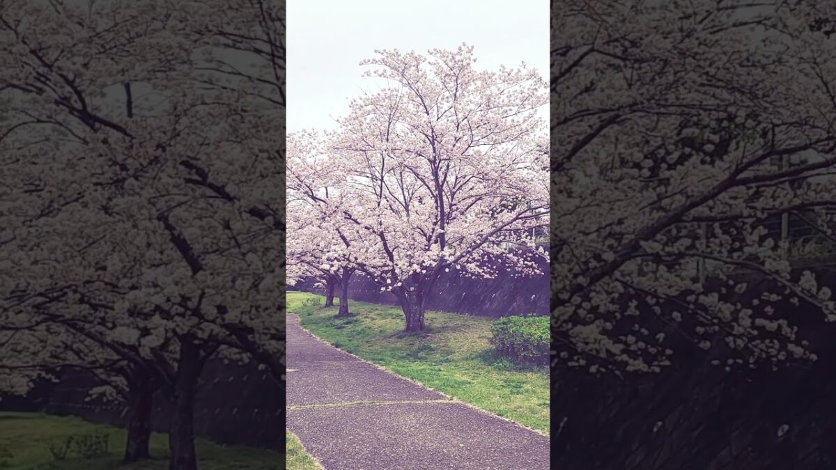 Spring In Chiba😀#japan#walking#shortsvideo