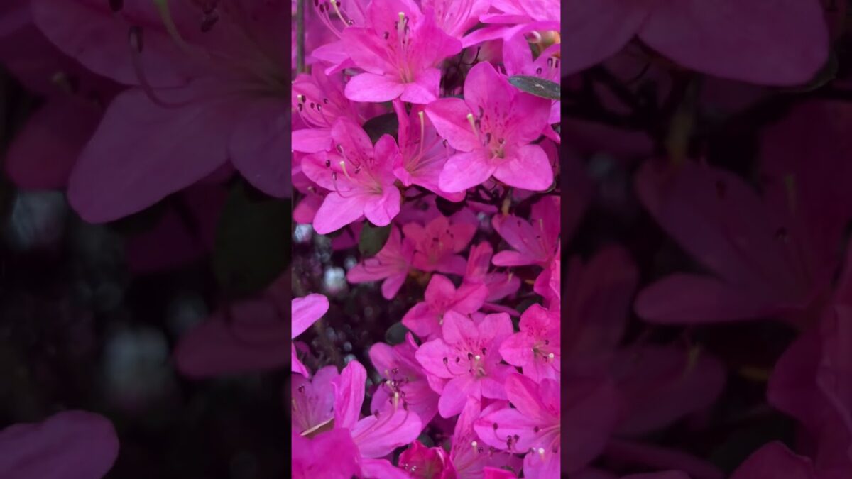 The bees are back!!!!!!! #bees #nature #asmr #bugs #peace