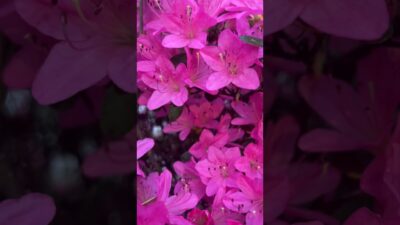 The bees are back!!!!!!! #bees #nature #asmr #bugs #peace